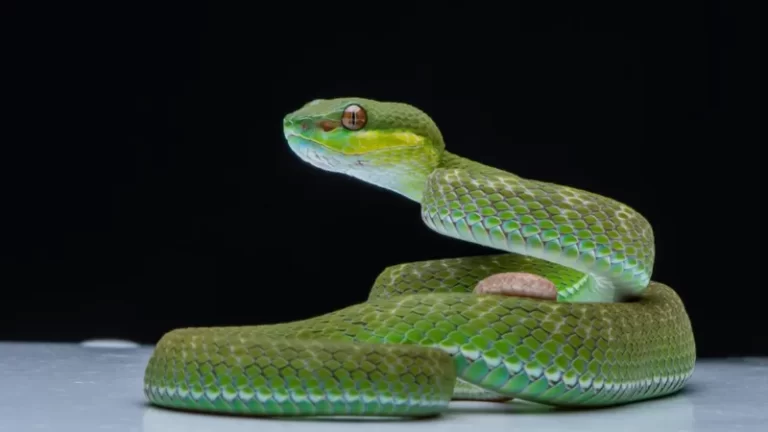 Australian scientists find clitorises on female snakes 