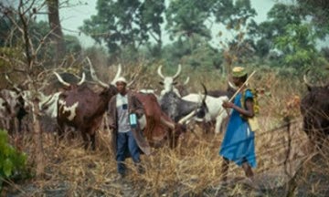 Eight killed in farmers, herders clash in Borno