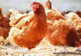 Christmas: South-East residents decry high cost of chicken