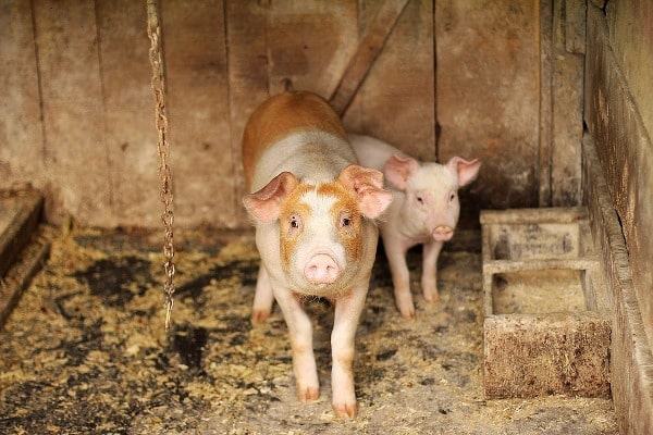 Pig farmers want FG to subsidise inputs