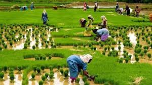 Flood: FG distributes inputs to Gombe farmers