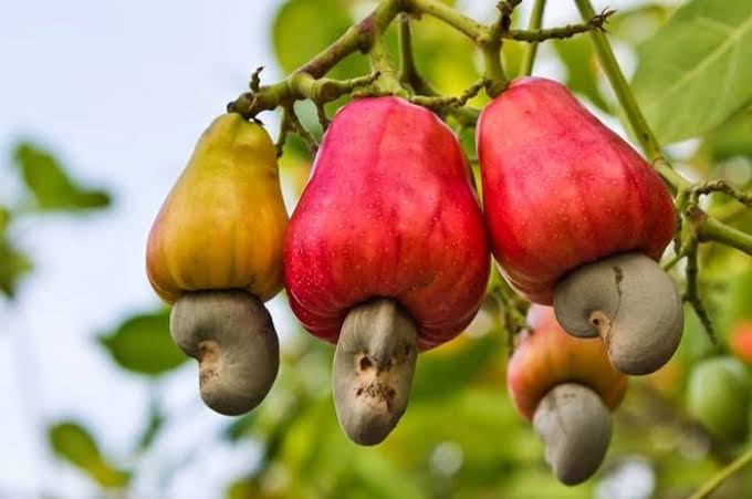 Nigeria predicts $500m revenue from cashew exports