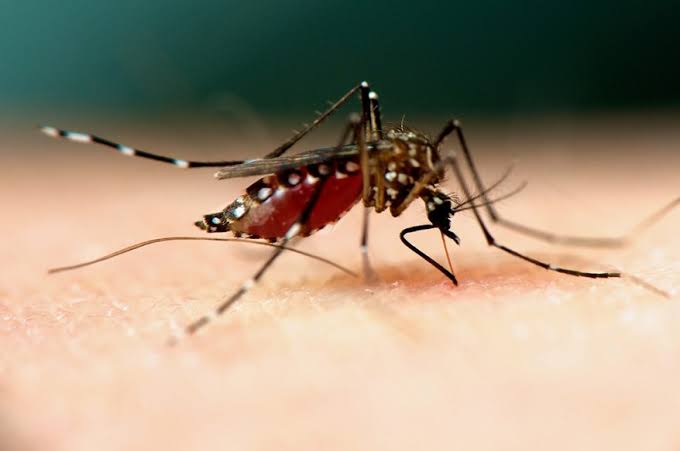 US raises alert over malaria cases in Florida, Texas