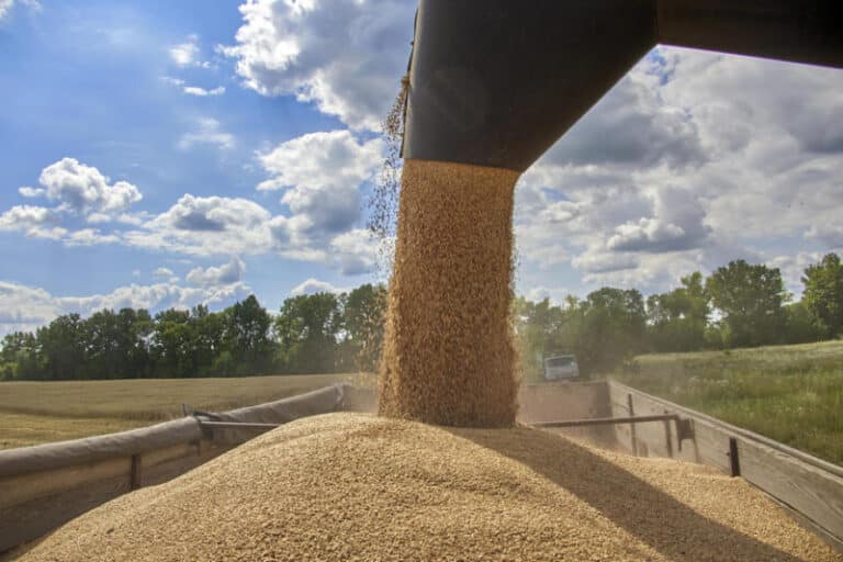 Grain Harvesting