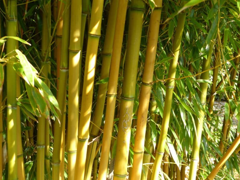 Bamboo plant a cost-effective alternative to steel, iron rods in buildings – experts