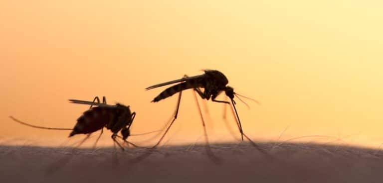 UK supports Nigeria’s fight against malaria with £1bn