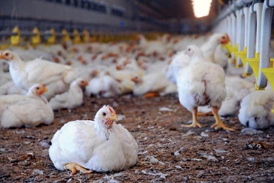 Hot weather: Poultry farmers may record over 50% mortality – Association