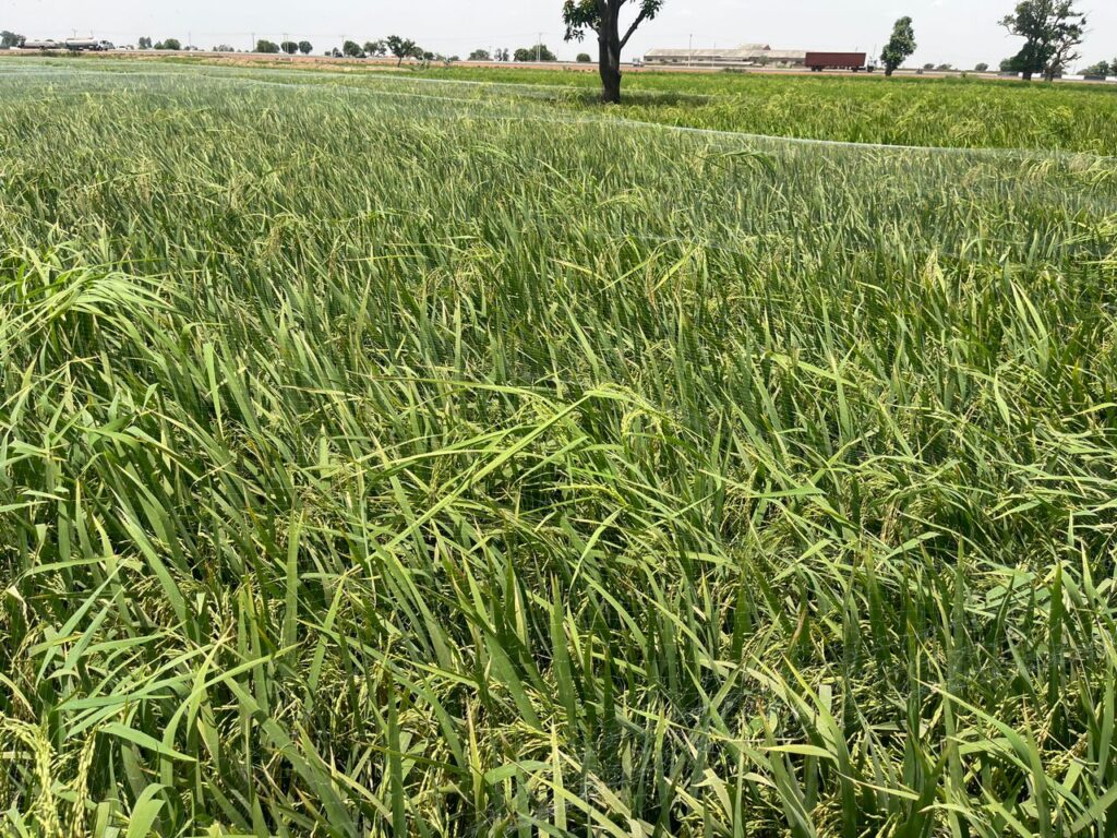 How Kano Rice Farmers brace for bird invasion