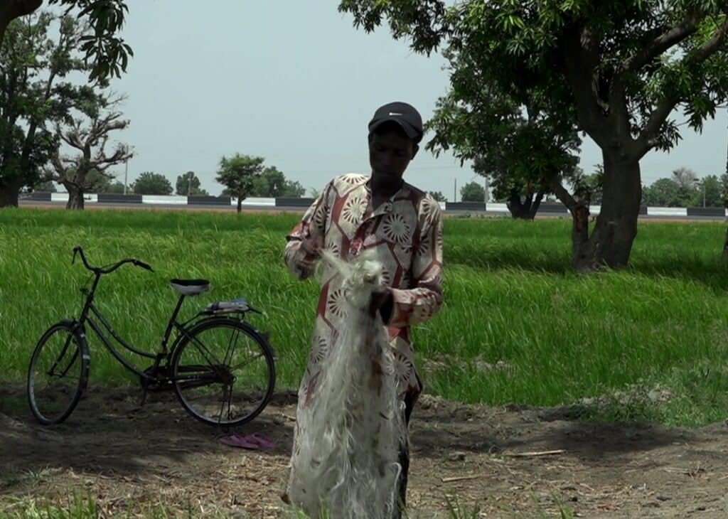 How Kano Rice Farmers brace for bird invasion