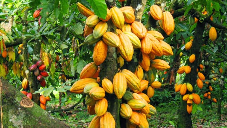 FG Targets 500,000 metric tonnes of cocoa production by 2025