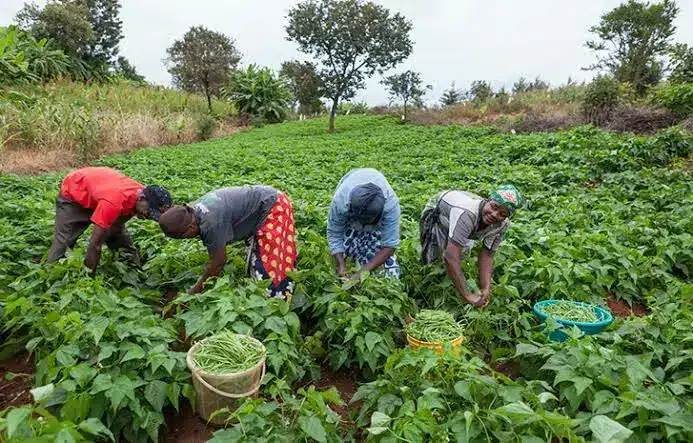 FCT: Farmers blame food inflation on insecurity, paucity of farm inputs