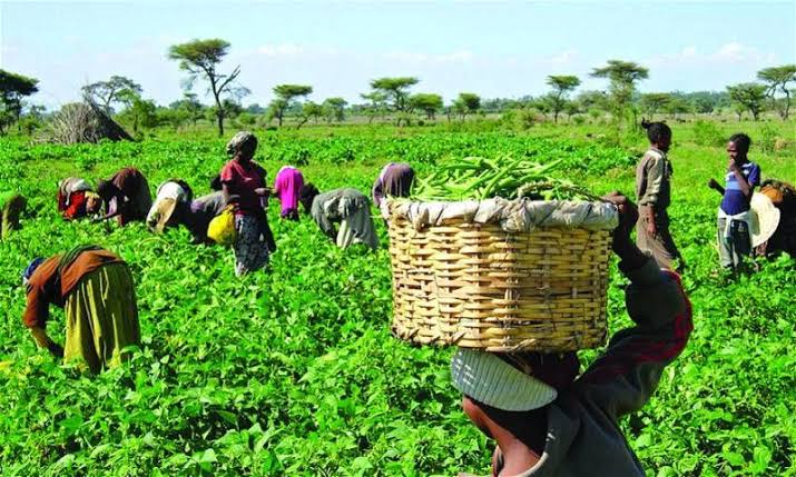 Lagos LG empowers 200 farmers to boost food production