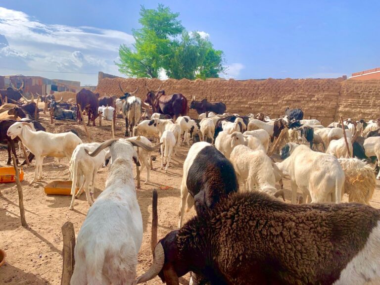 EXCLUSIVE: Kano livestock traders battle low patronage ahead of Sallah celebrations