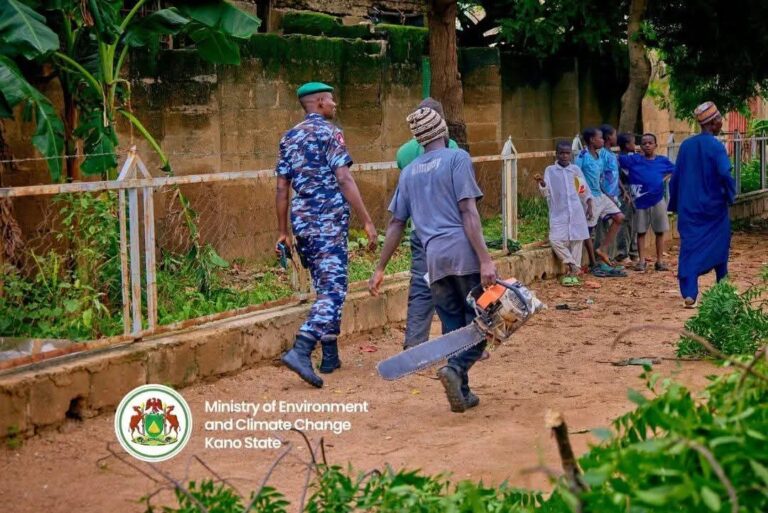 Illegal cutting of trees
