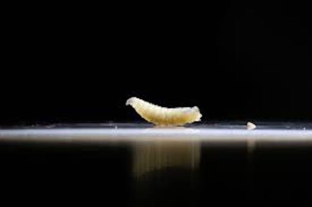 screwworm
